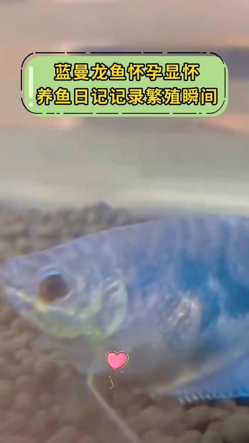 藍(lán)曼龍魚公母對照圖：“藍(lán)曼龍魚公母對照圖”展開，系統(tǒng)解析魚類雌雄個體的典型特征