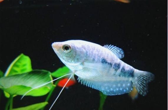 藍(lán)曼龍魚公母對照圖：“藍(lán)曼龍魚公母對照圖”展開，系統(tǒng)解析魚類雌雄個體的典型特征