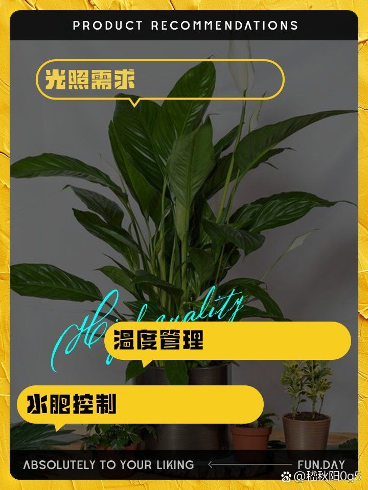 金鉆是兇樹還是吉樹：金鉆是兇樹還是吉樹還是吉樹的爭議