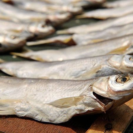 廣東柴魚又叫什么魚：廣東地區所稱“柴魚”并非單一魚種并非單一魚種