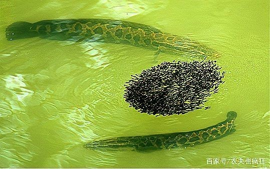 廣東柴魚又叫什么魚：廣東地區所稱“柴魚”并非單一魚種并非單一魚種