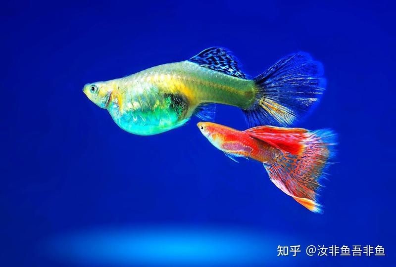 小孔雀25天了能被母魚吃掉嗎：“小孔雀25天了能被母魚吃掉嗎”25天齡的小孔雀魚吃掉嗎