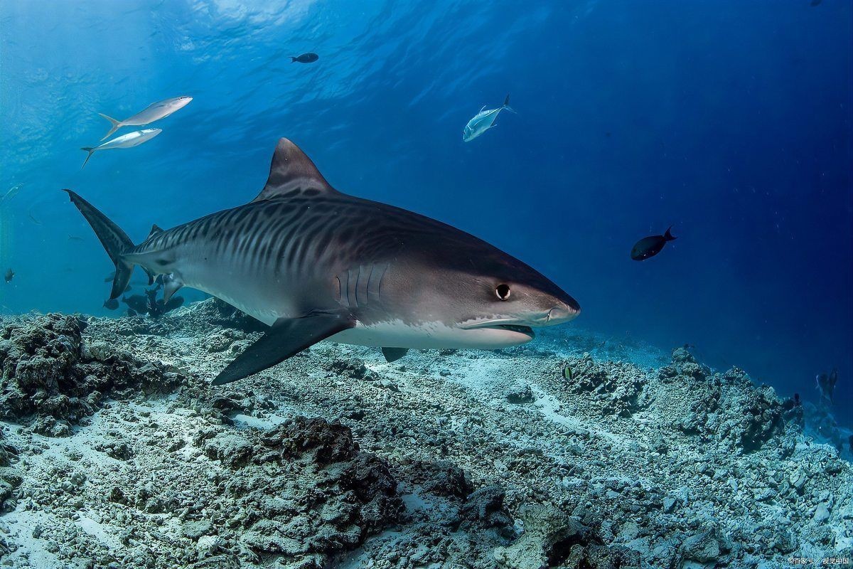 海洋十大霸主排名:海洋中十大最強攻擊性強的動物 龍魚論壇 第10張 海洋十大霸主排名:海洋中十大最強攻擊性強的動物 海洋十大霸主排名:海洋中十大最強攻擊性強的動物 龍魚論壇 第10張