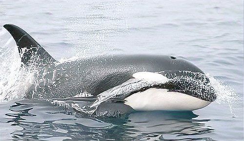 海洋十大霸主排名:海洋中十大最強攻擊性強的動物 龍魚論壇 第5張 海洋十大霸主排名:海洋中十大最強攻擊性強的動物 海洋十大霸主排名:海洋中十大最強攻擊性強的動物 龍魚論壇 第5張