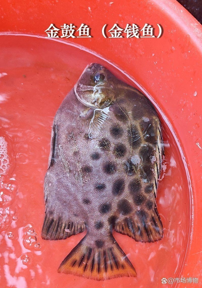 金錢魚一斤多少錢：金錢魚的價(jià)格未來走勢如何