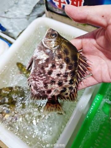 金錢魚一斤多少錢：金錢魚的價(jià)格未來走勢如何