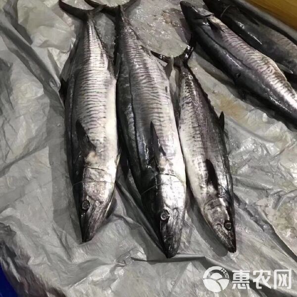 金錢魚一斤多少錢：金錢魚的價(jià)格未來走勢如何