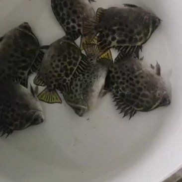 金錢魚一斤多少錢：金錢魚的價(jià)格未來走勢如何