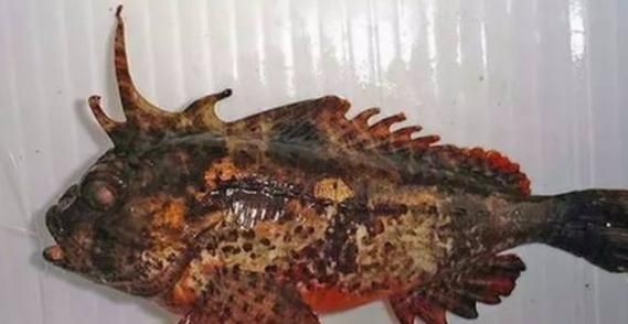 海老虎魚的圖片大全:“海老虎魚”視覺檔案高清圖片資源高清圖集展示 龍魚論壇 第18張 海老虎魚的圖片大全:“海老虎魚”視覺檔案高清圖片資源高清圖集展示 海老虎魚的圖片大全:“海老虎魚”視覺檔案高清圖片資源高清圖集展示 龍魚論壇 第18張