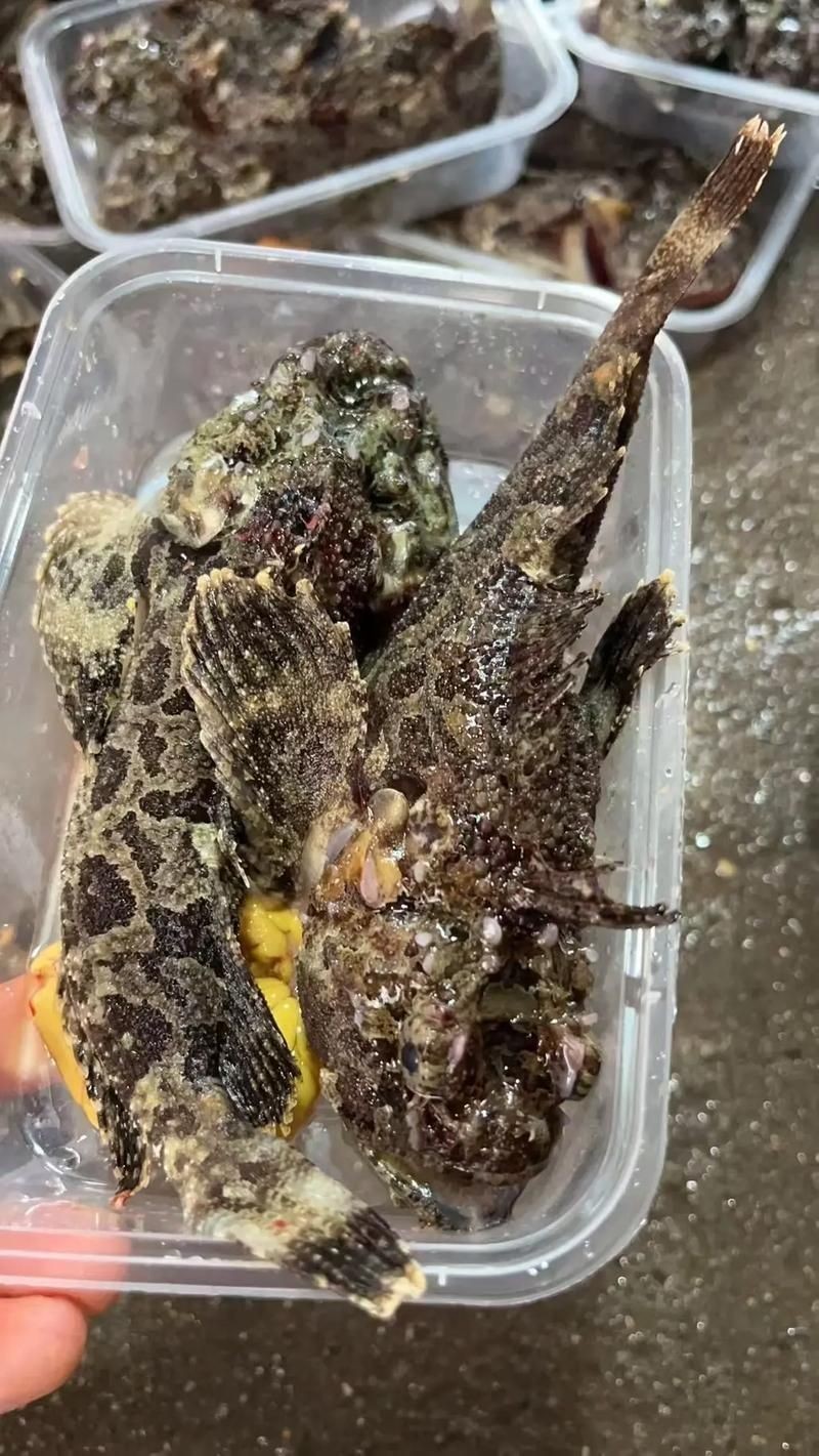 海老虎魚的圖片大全:“海老虎魚”視覺檔案高清圖片資源高清圖集展示 龍魚論壇 第2張 海老虎魚的圖片大全:“海老虎魚”視覺檔案高清圖片資源高清圖集展示 海老虎魚的圖片大全:“海老虎魚”視覺檔案高清圖片資源高清圖集展示 龍魚論壇 第2張