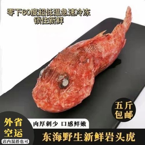 海老虎魚的圖片大全:“海老虎魚”視覺檔案高清圖片資源高清圖集展示 龍魚論壇 第3張 海老虎魚的圖片大全:“海老虎魚”視覺檔案高清圖片資源高清圖集展示 海老虎魚的圖片大全:“海老虎魚”視覺檔案高清圖片資源高清圖集展示 龍魚論壇 第3張