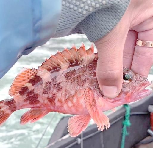 海老虎魚的圖片大全:“海老虎魚”視覺檔案高清圖片資源高清圖集展示 龍魚論壇 第13張 海老虎魚的圖片大全:“海老虎魚”視覺檔案高清圖片資源高清圖集展示 海老虎魚的圖片大全:“海老虎魚”視覺檔案高清圖片資源高清圖集展示 龍魚論壇 第13張