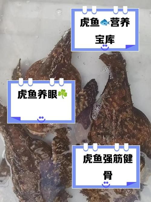 海老虎魚的圖片大全:“海老虎魚”視覺檔案高清圖片資源高清圖集展示 龍魚論壇 第7張 海老虎魚的圖片大全:“海老虎魚”視覺檔案高清圖片資源高清圖集展示 海老虎魚的圖片大全:“海老虎魚”視覺檔案高清圖片資源高清圖集展示 龍魚論壇 第7張