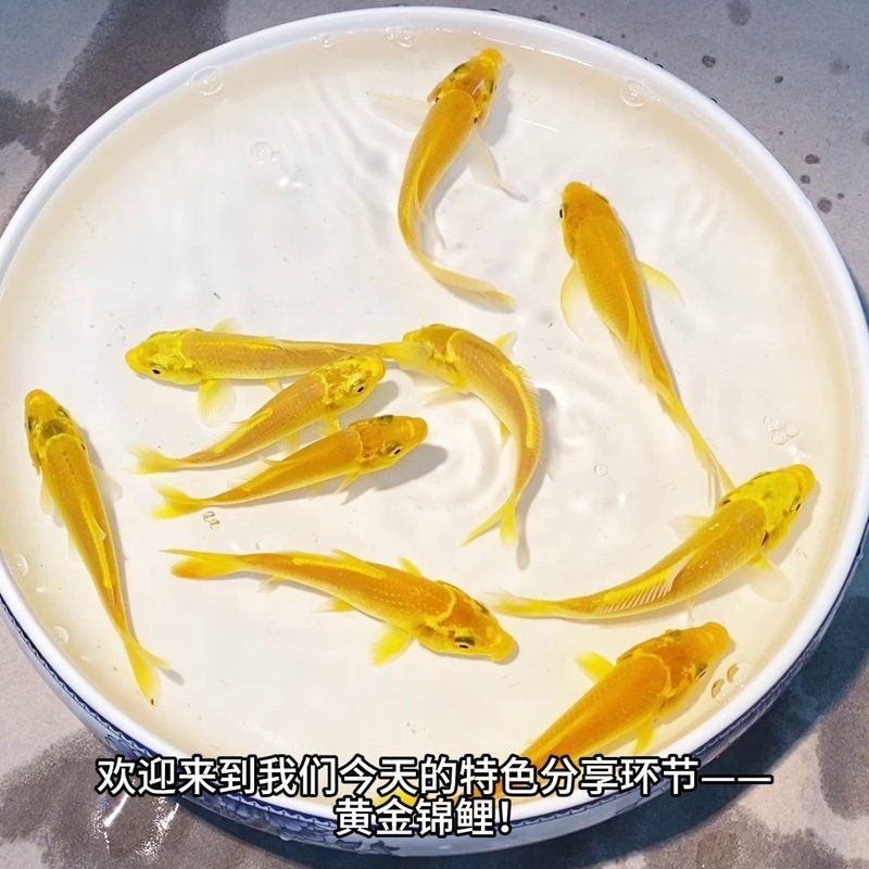 金絲貓魚是招邪還是辟邪：金絲貓魚在風水中是“招邪”還是“辟邪”還是“辟邪” 金絲貓魚是招邪還是辟邪：金絲貓魚在風水中是“招邪”還是“辟邪”還是“辟邪” 龍魚百科 第22張