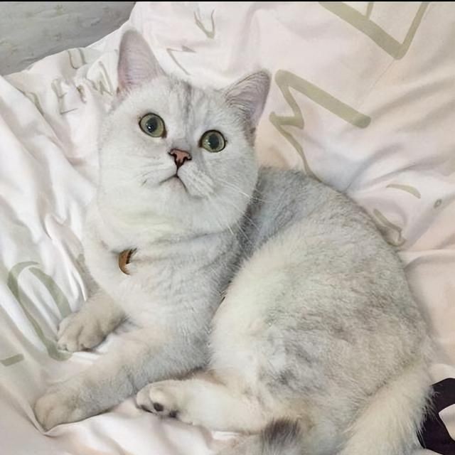 金絲貓魚是招邪還是辟邪：金絲貓魚在風水中是“招邪”還是“辟邪”還是“辟邪” 金絲貓魚是招邪還是辟邪：金絲貓魚在風水中是“招邪”還是“辟邪”還是“辟邪” 龍魚百科 第11張