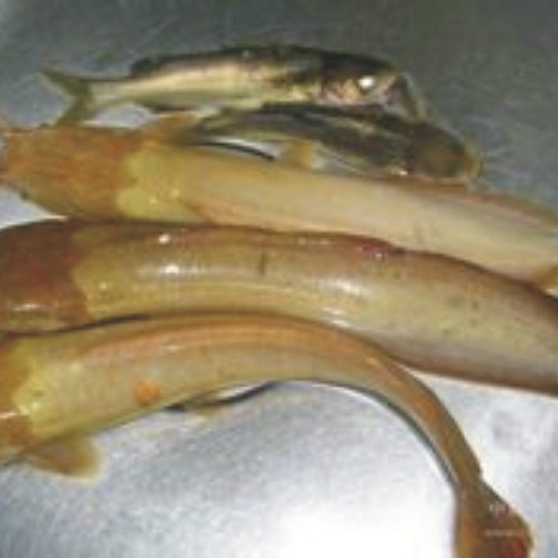 金絲貓魚好養嗎：如何預防金絲貓魚疾病