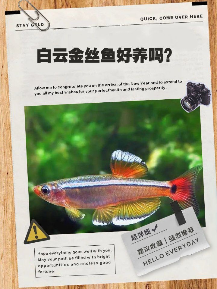 金絲貓魚好養嗎：如何預防金絲貓魚疾病