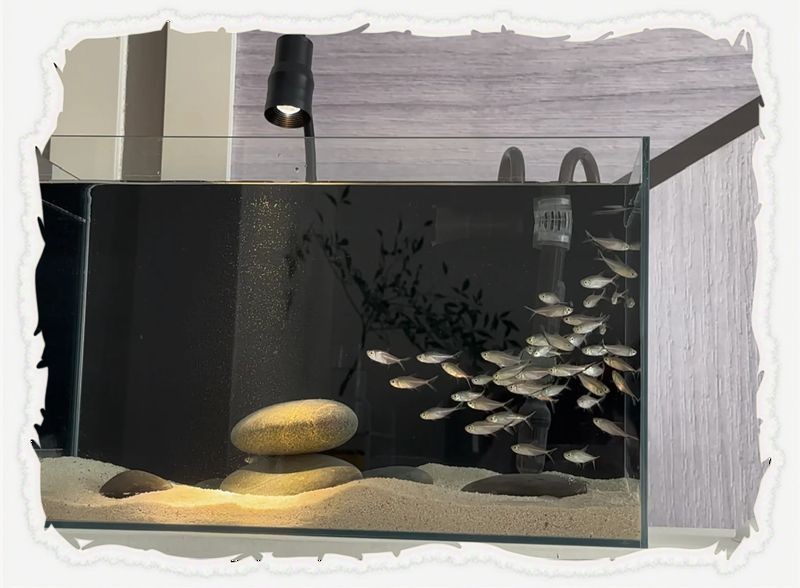 麗水魚缸店：麗水市魚缸零售店鋪綜合信息整理麗水市魚缸零售店鋪綜合信息整理