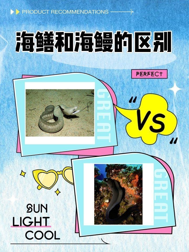 海鱔和海鰻的區別：李老師科普：海鱔與海鰻的區別,海鱔和海鰻的區別是什么 海鱔和海鰻的區別：李老師科普：海鱔與海鰻的區別,海鱔和海鰻的區別是什么 龍魚論壇 第1張