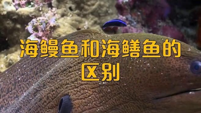 海鱔和海鰻的區別：李老師科普：海鱔與海鰻的區別,海鱔和海鰻的區別是什么 海鱔和海鰻的區別：李老師科普：海鱔與海鰻的區別,海鱔和海鰻的區別是什么 龍魚論壇 第2張