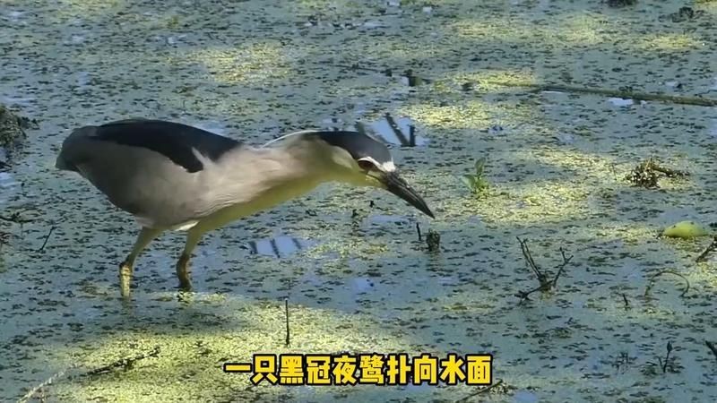 海鱔和海鰻的區別：李老師科普：海鱔與海鰻的區別,海鱔和海鰻的區別是什么 海鱔和海鰻的區別：李老師科普：海鱔與海鰻的區別,海鱔和海鰻的區別是什么 龍魚論壇 第8張