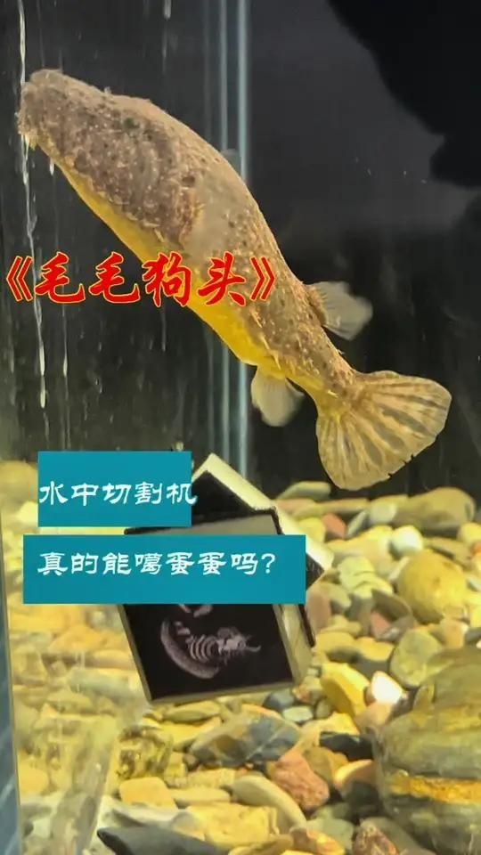狗頭魚兇猛排名：狗頭魚兇猛排行榜上名列前茅5中占據著顯著的“兇猛排名”