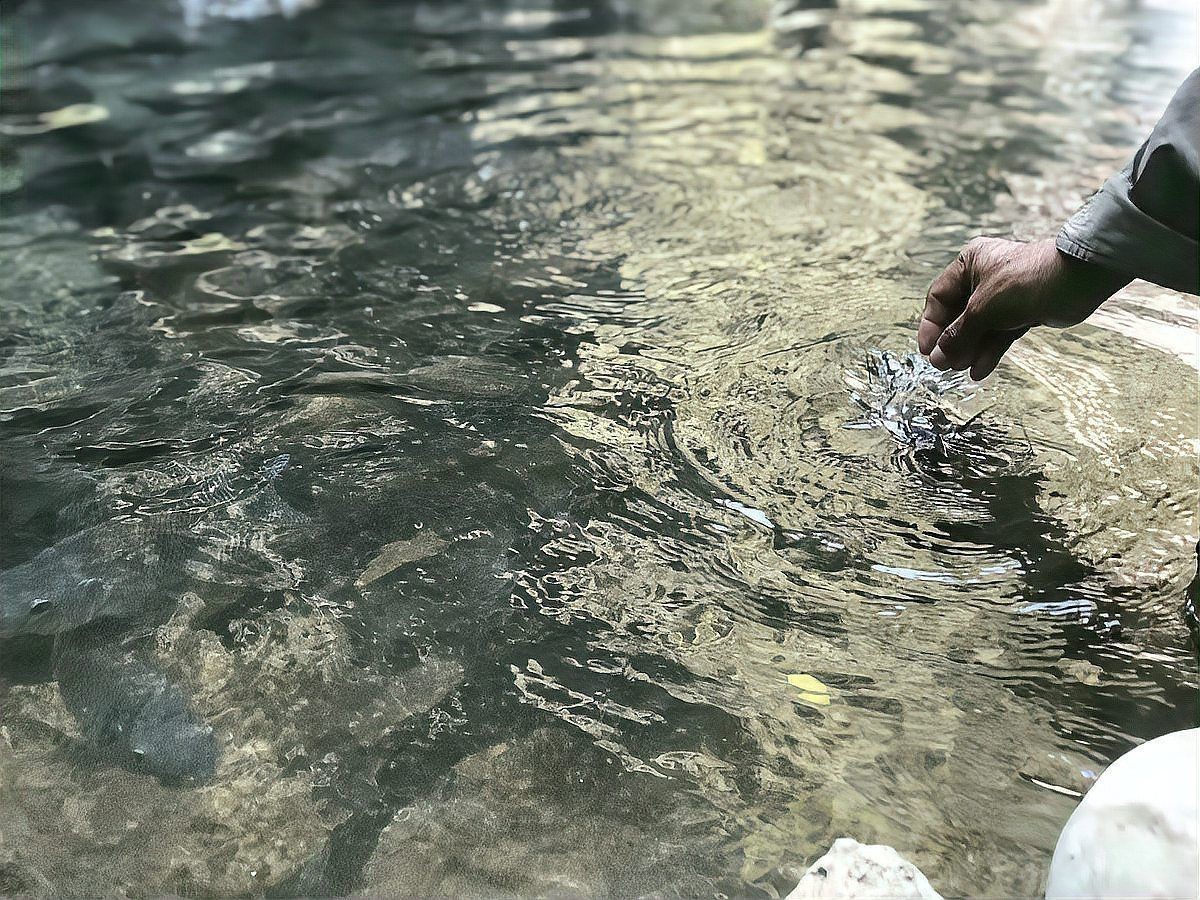 撫順魚缸維護：撫順魚缸科學養護全流程 撫順魚缸維護：撫順魚缸科學養護全流程 全國水族館企業名錄 第1張