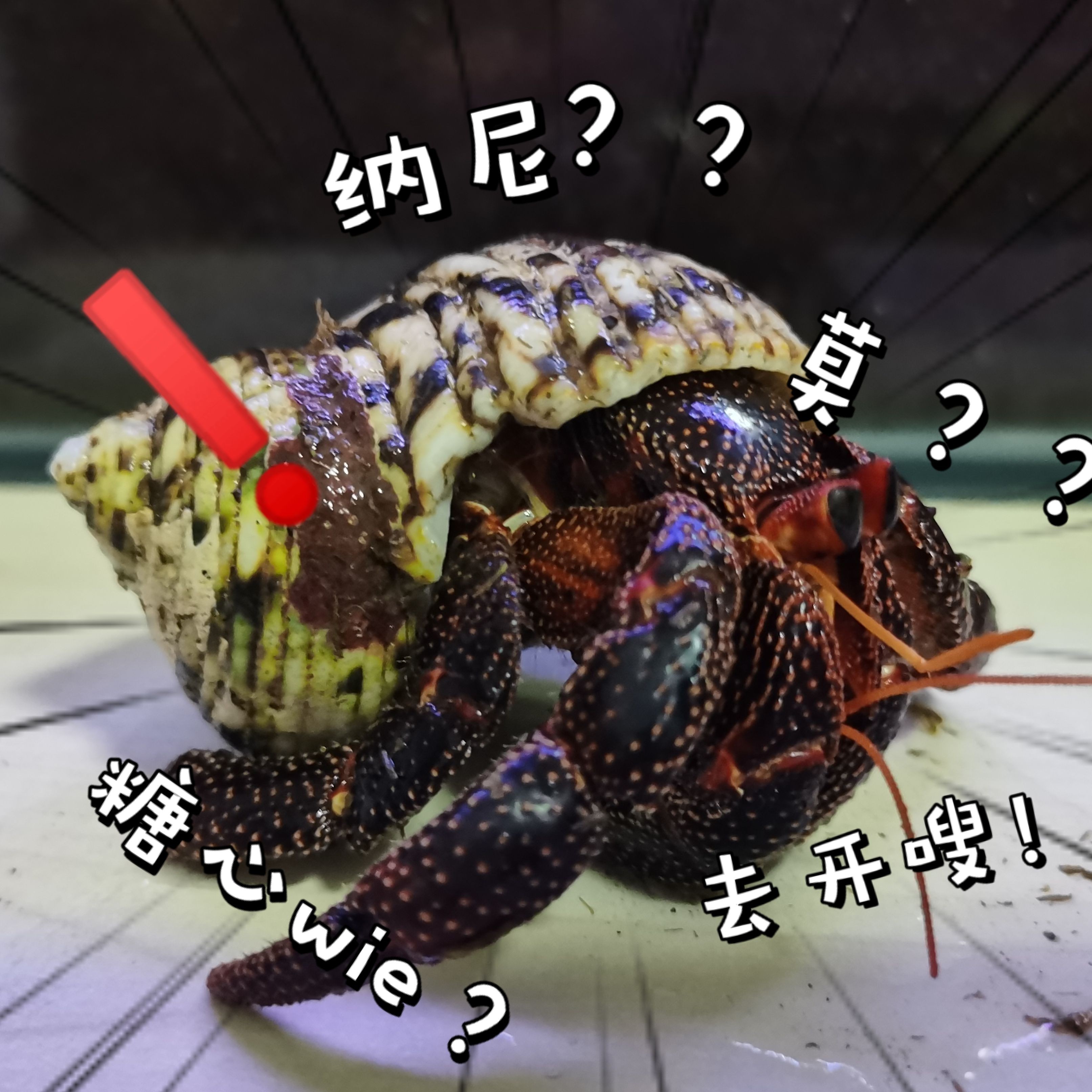 撫順魚缸維護：撫順魚缸科學養護全流程 撫順魚缸維護：撫順魚缸科學養護全流程 全國水族館企業名錄 第6張