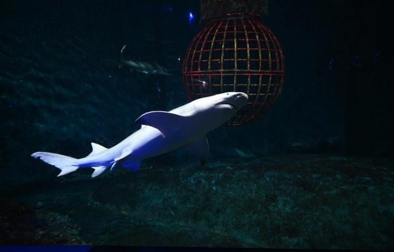 大連水族店：大連圣亞海洋世界 大連水族店：大連圣亞海洋世界 全國水族館企業名錄 第7張