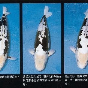九紋龍錦鯉：九紋龍錦鯉家族中極具辨識度的珍稀品種和培育水平的珍稀品種
