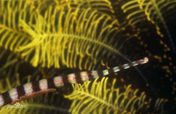 海龍魚：布*《海龍魚》海龍魚的生存狀態(tài)反映了近海環(huán)境的健康狀況
