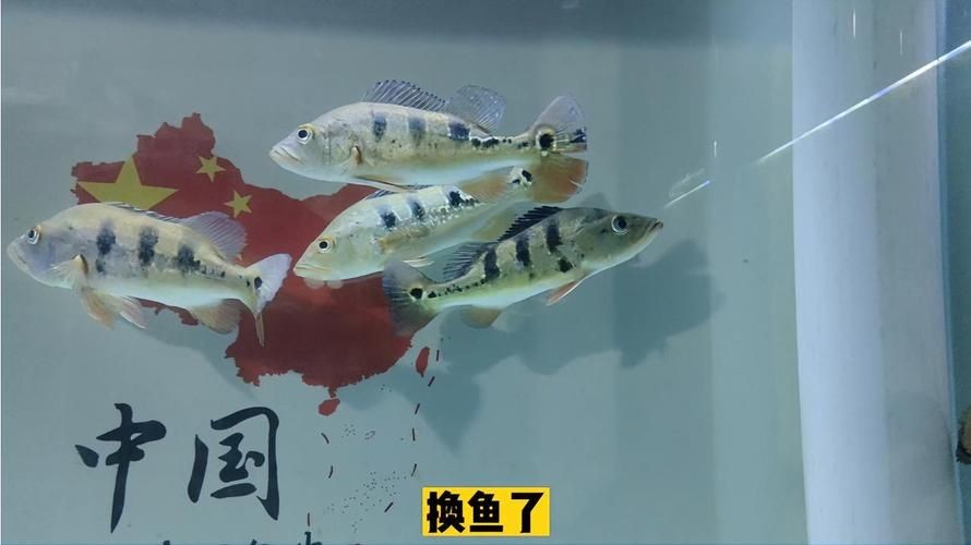皇冠三間和帝王三間圖片對比：皇冠三間與帝王三間兩種觀賞魚的圖片對比分析對比分析