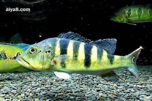 皇冠三間和帝王三間圖片對比：皇冠三間與帝王三間兩種觀賞魚的圖片對比分析對比分析