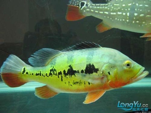 皇冠三間和帝王三間圖片對比：皇冠三間與帝王三間兩種觀賞魚的圖片對比分析對比分析