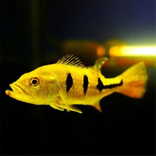 皇冠三間和帝王三間圖片對比：皇冠三間與帝王三間兩種觀賞魚的圖片對比分析對比分析