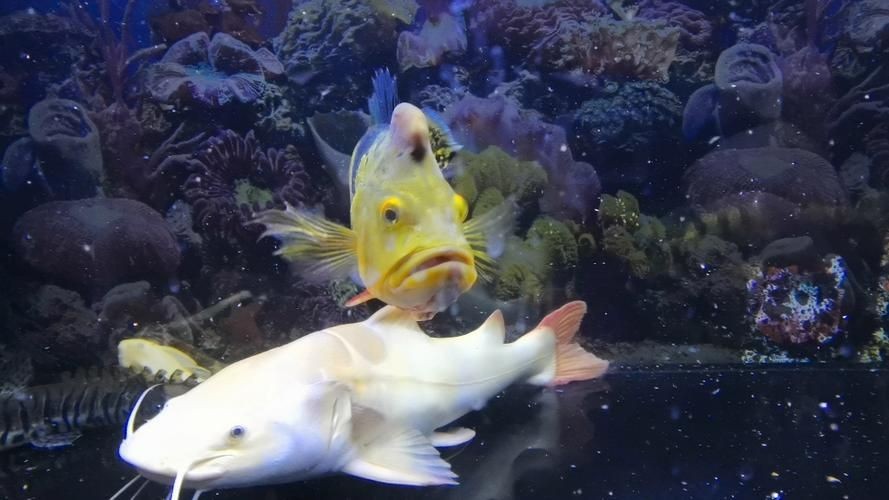 皇冠三間和帝王三間圖片對比：皇冠三間與帝王三間兩種觀賞魚的圖片對比分析對比分析
