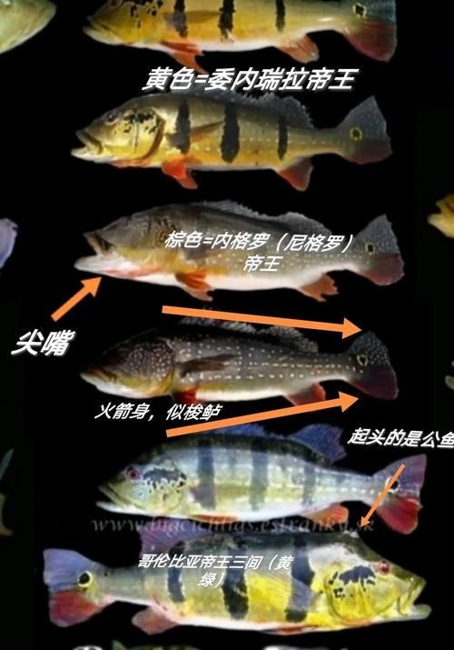 皇冠三間和帝王三間圖片對比：皇冠三間與帝王三間兩種觀賞魚的圖片對比分析對比分析