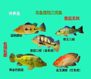 皇冠三間和帝王三間圖片對比：皇冠三間與帝王三間兩種觀賞魚的圖片對比分析對比分析