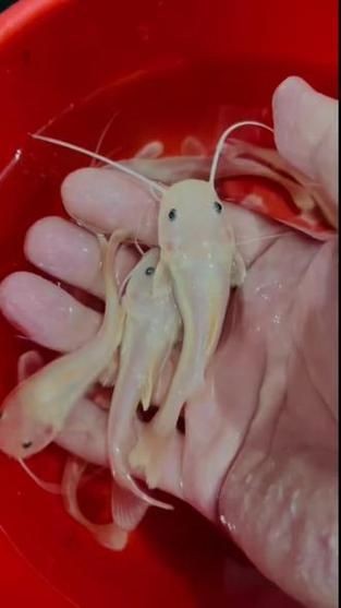 金貓魚圖片大全大圖：《金貓魚圖片大全大圖》