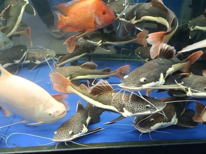 金貓魚圖片大全大圖：《金貓魚圖片大全大圖》