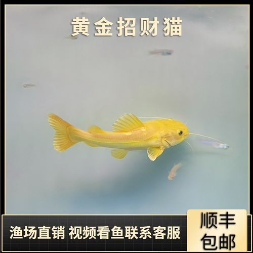 金貓魚圖片大全大圖：《金貓魚圖片大全大圖》