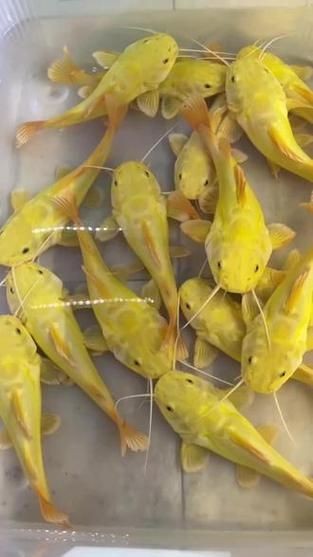 金貓魚圖片大全大圖：《金貓魚圖片大全大圖》
