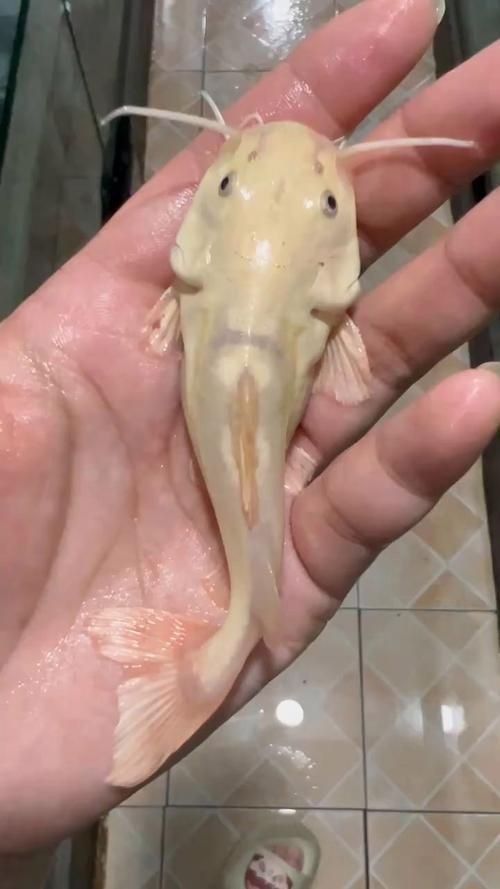 金貓魚圖片大全大圖：《金貓魚圖片大全大圖》