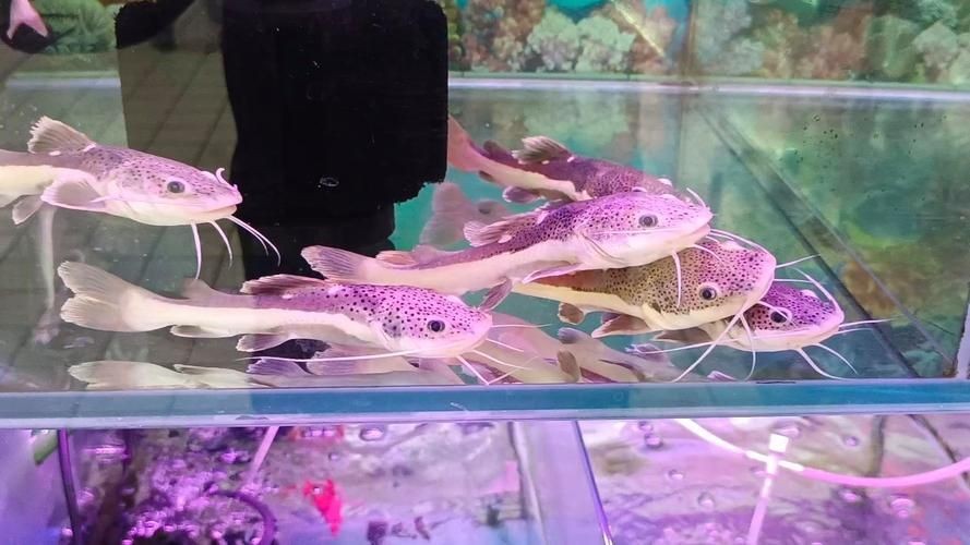 金貓魚圖片大全大圖：《金貓魚圖片大全大圖》