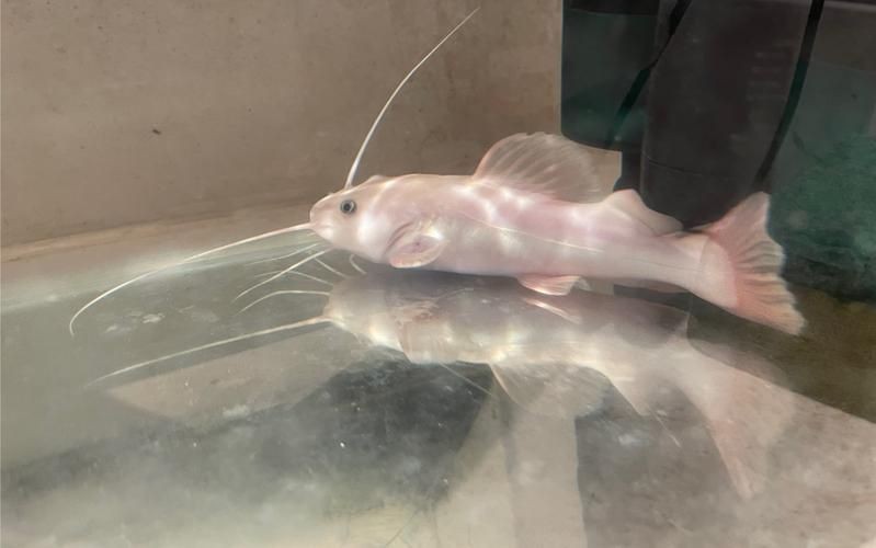 金貓魚圖片大全大圖：《金貓魚圖片大全大圖》