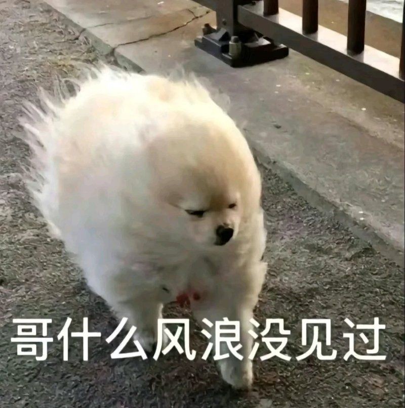 金貓魚圖片大全大圖：《金貓魚圖片大全大圖》