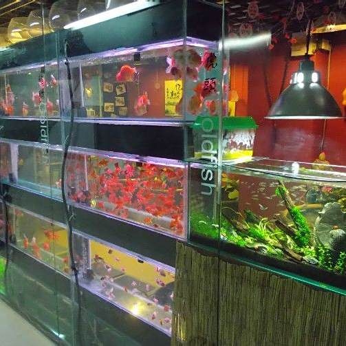 朝陽魚缸批發市場：北京朝陽魚缸批發市場 朝陽魚缸批發市場：北京朝陽魚缸批發市場 全國水族館企業名錄 第2張