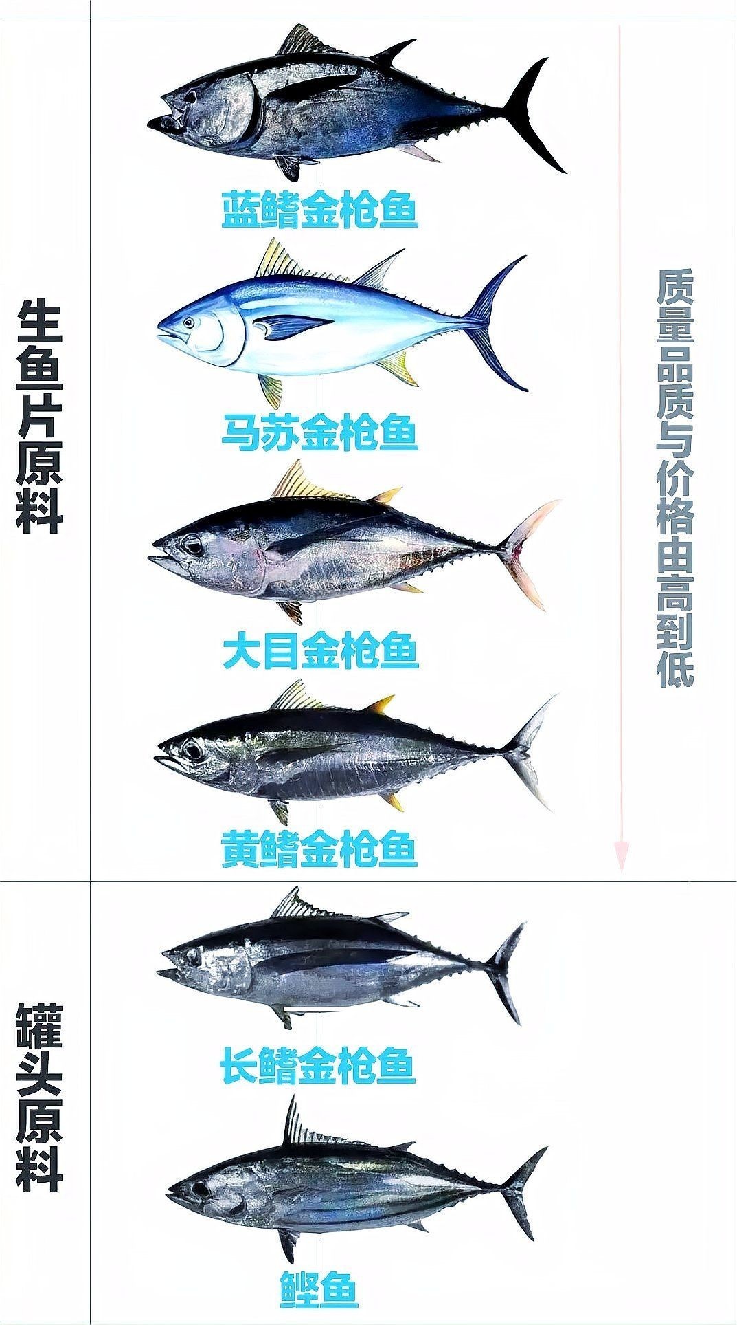 金槍魚藍鰭和黃鰭哪個貴：藍鰭金槍魚與黃鰭金槍魚市場需求差異及市場需求差異 金槍魚藍鰭和黃鰭哪個貴：藍鰭金槍魚與黃鰭金槍魚市場需求差異及市場需求差異 龍魚百科 第6張