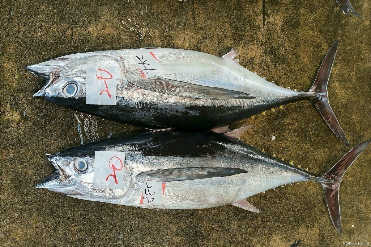 金槍魚藍鰭和黃鰭哪個貴：藍鰭金槍魚與黃鰭金槍魚市場需求差異及市場需求差異 金槍魚藍鰭和黃鰭哪個貴：藍鰭金槍魚與黃鰭金槍魚市場需求差異及市場需求差異 龍魚百科 第4張