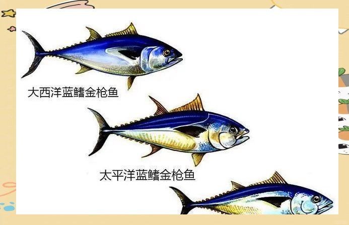 金槍魚藍鰭和黃鰭哪個貴：藍鰭金槍魚與黃鰭金槍魚市場需求差異及市場需求差異 金槍魚藍鰭和黃鰭哪個貴：藍鰭金槍魚與黃鰭金槍魚市場需求差異及市場需求差異 龍魚百科 第10張